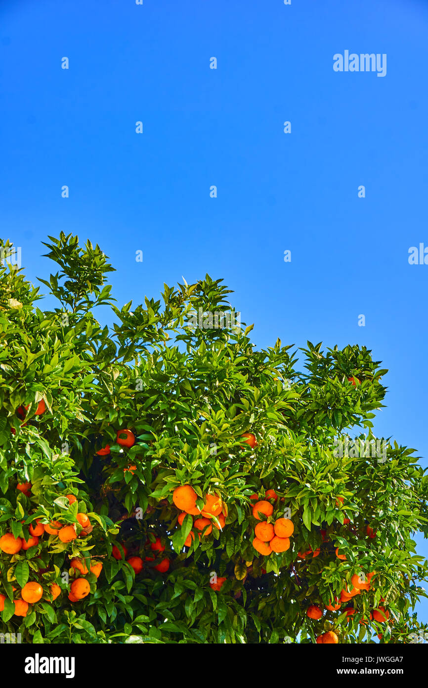 clementines ripening on tree against blue sky. Tangerine tree. Oranges