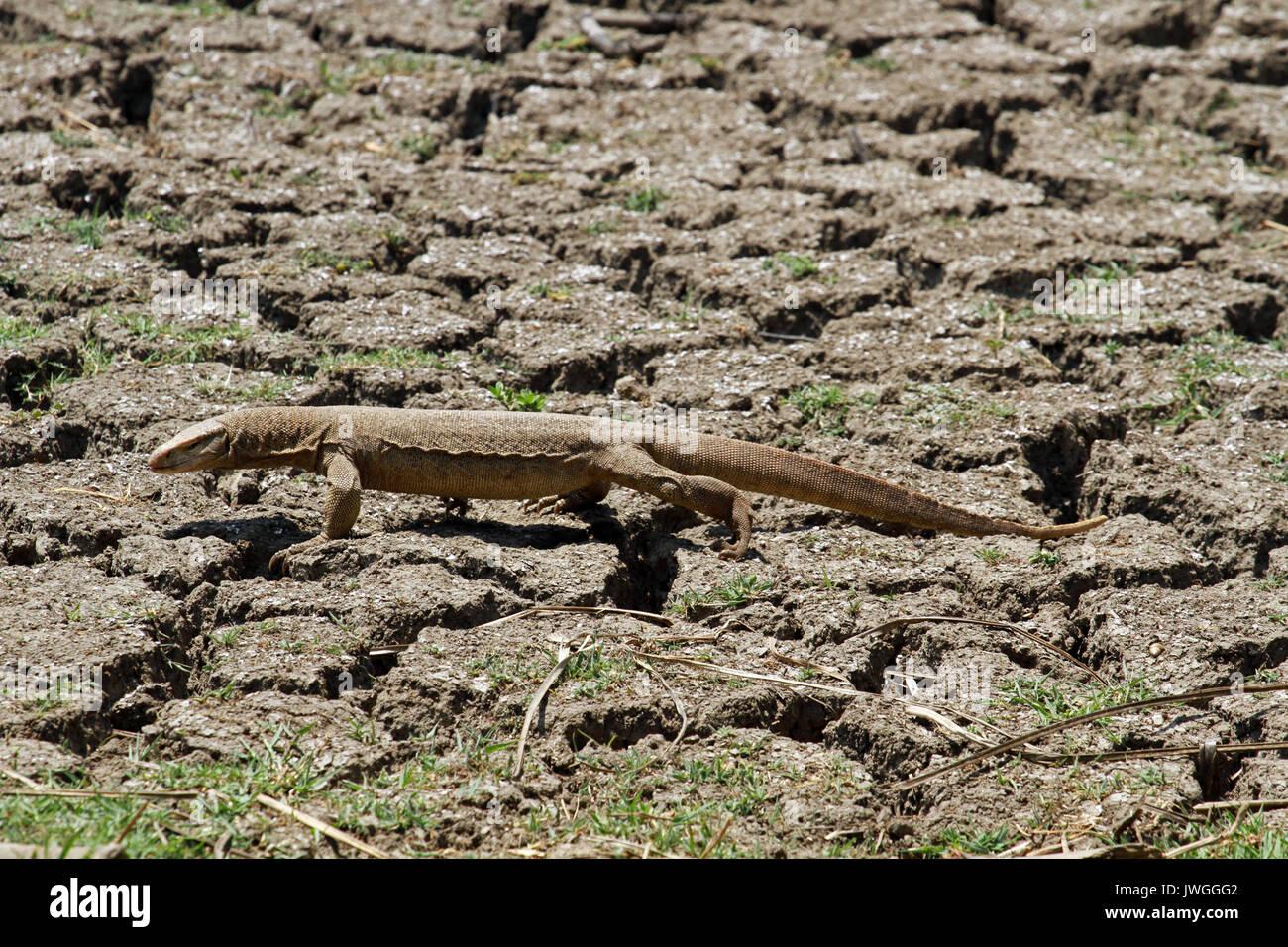 Monitor lizard, Keoladeo National Park, India Stock Photo