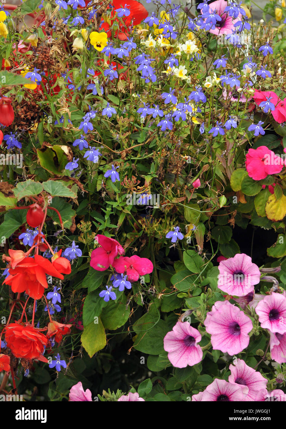 a selection or assortment of brightly coloured beautiful colourful summer blooms and flowers in a large display in hanging baskets with leaves blossom Stock Photo