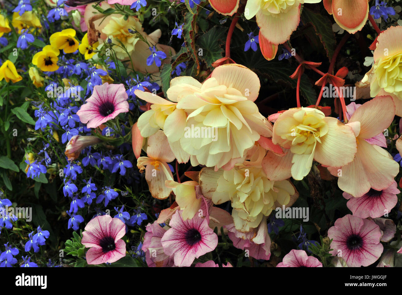 Blue And Yellow Pansies High Resolution Stock Photography and Images