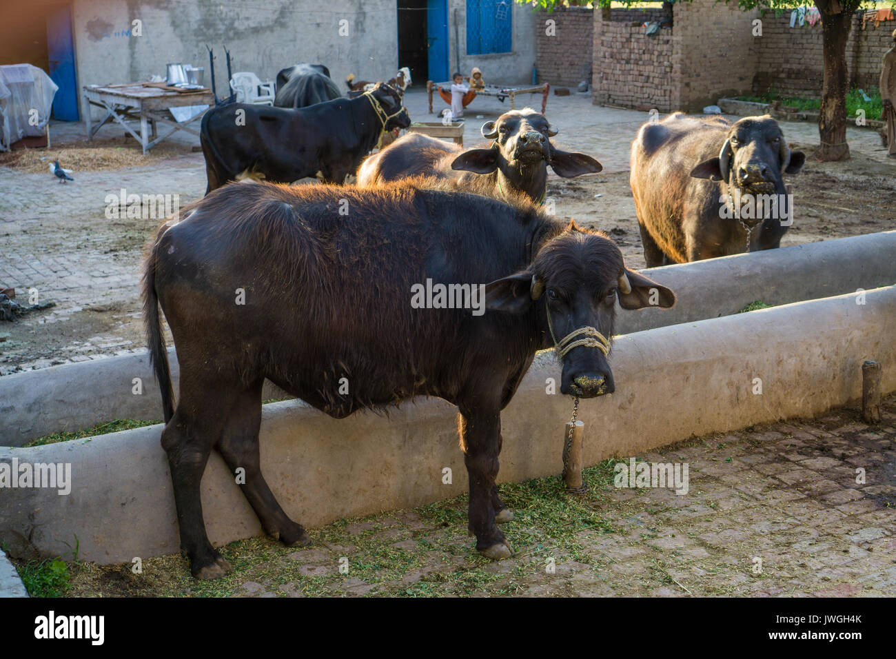 Pakistani livestock animals hires stock photography and images Alamy