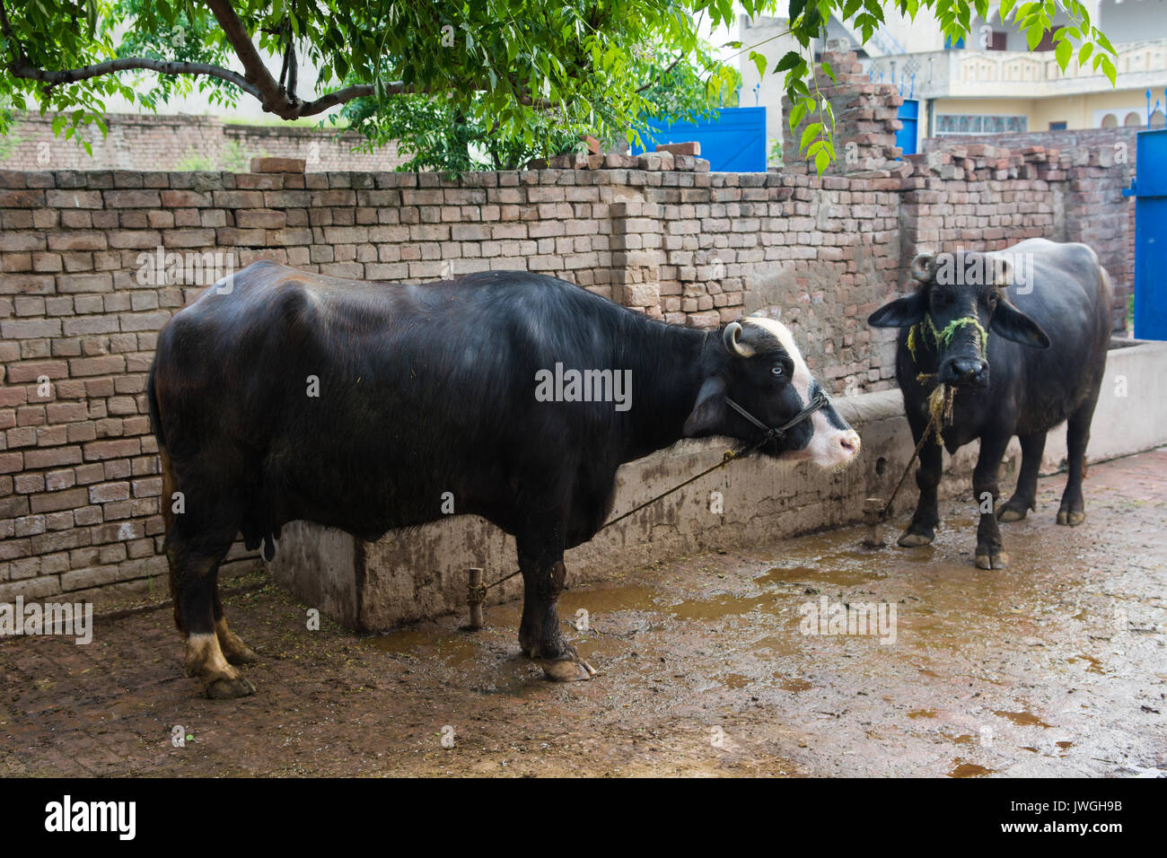Buffalos inside a farm Kharian village Pakistan Stock Photo