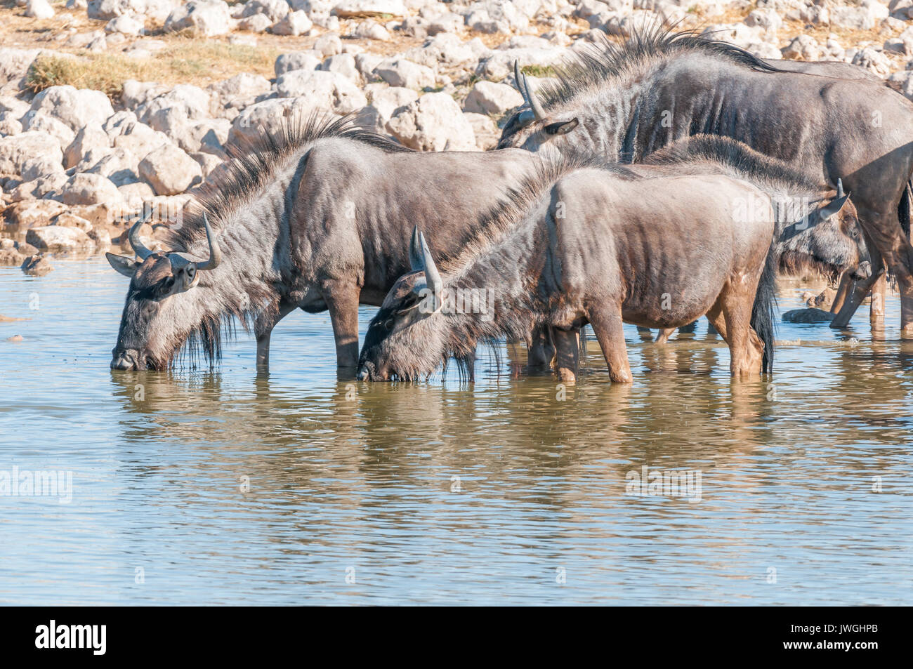 Blue wildebeest, Connochaetes taurinus, also called a white-bearded wildebeest or brindled gnu, drinking water at a waterhole in Northern Namibia Stock Photo