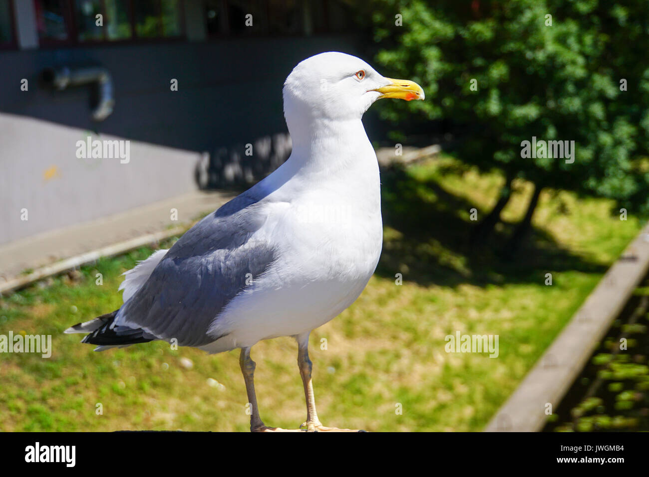 Seagull. Photographed in Riga, Latvia Stock Photo