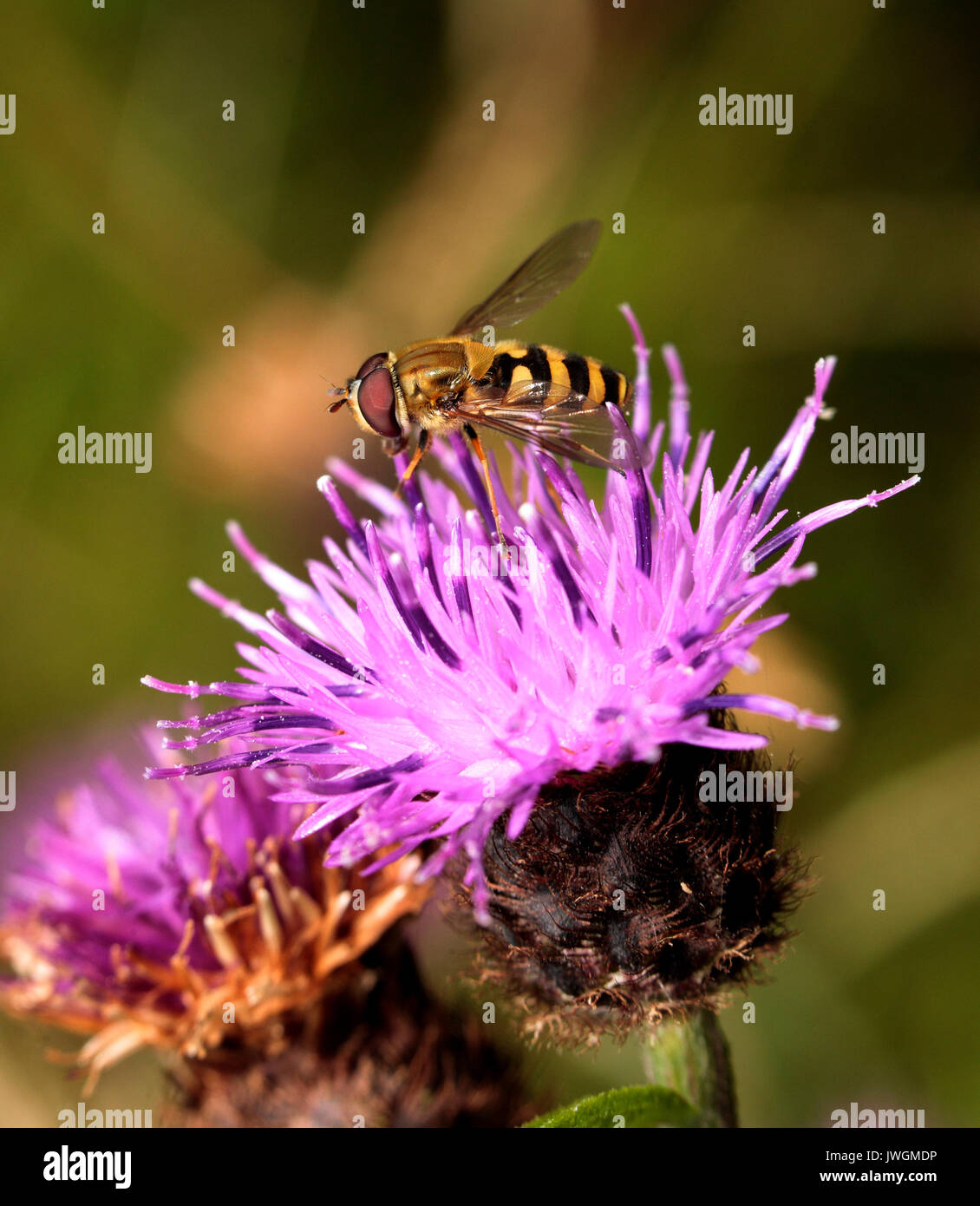 Common Banded Hoverfly Stock Photo