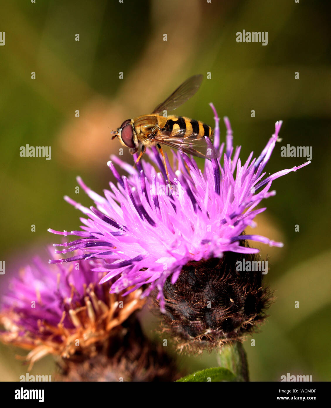 Common Banded Hoverfly Stock Photo Alamy