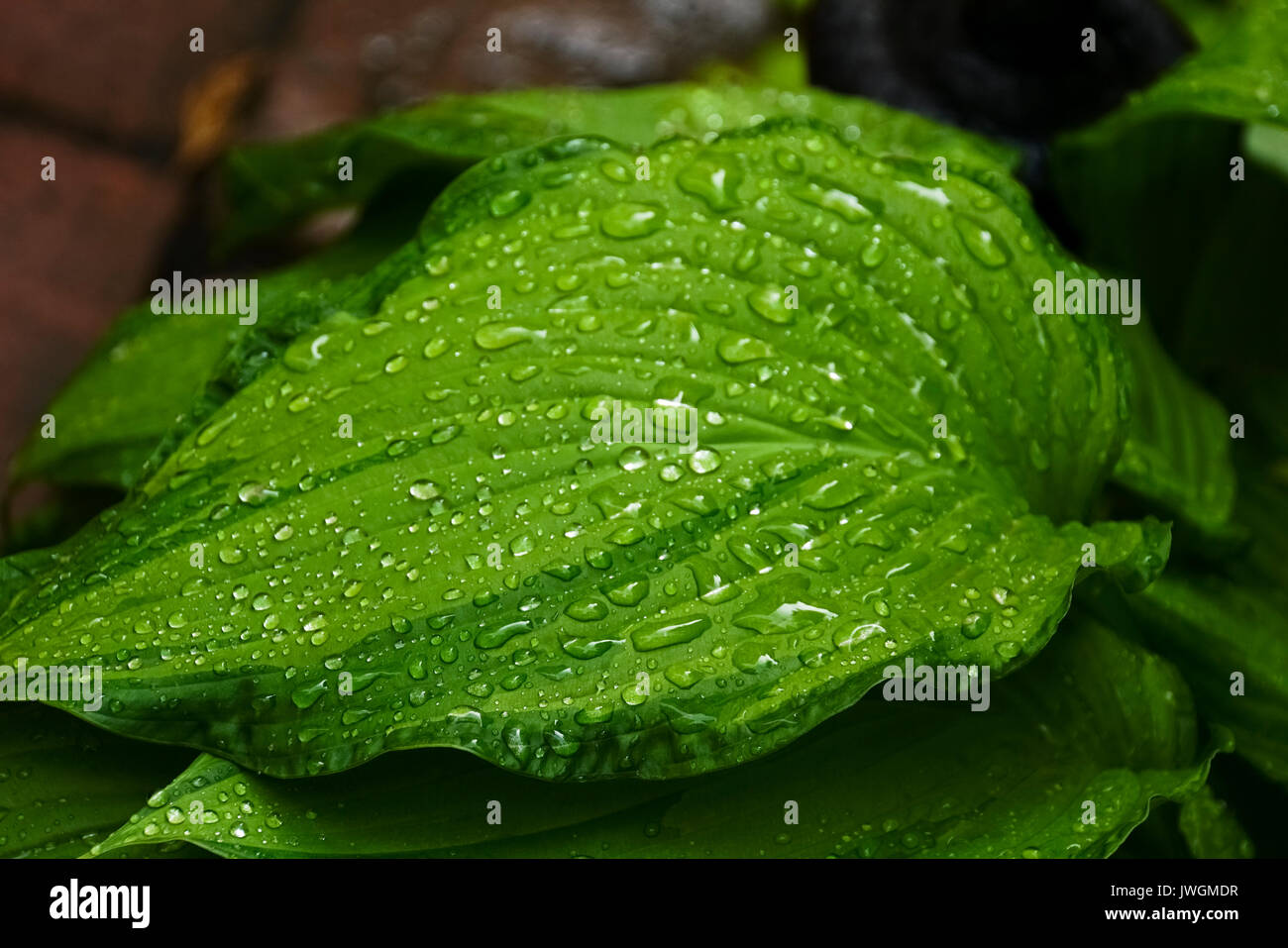 Water drops on a green leaf Stock Photo