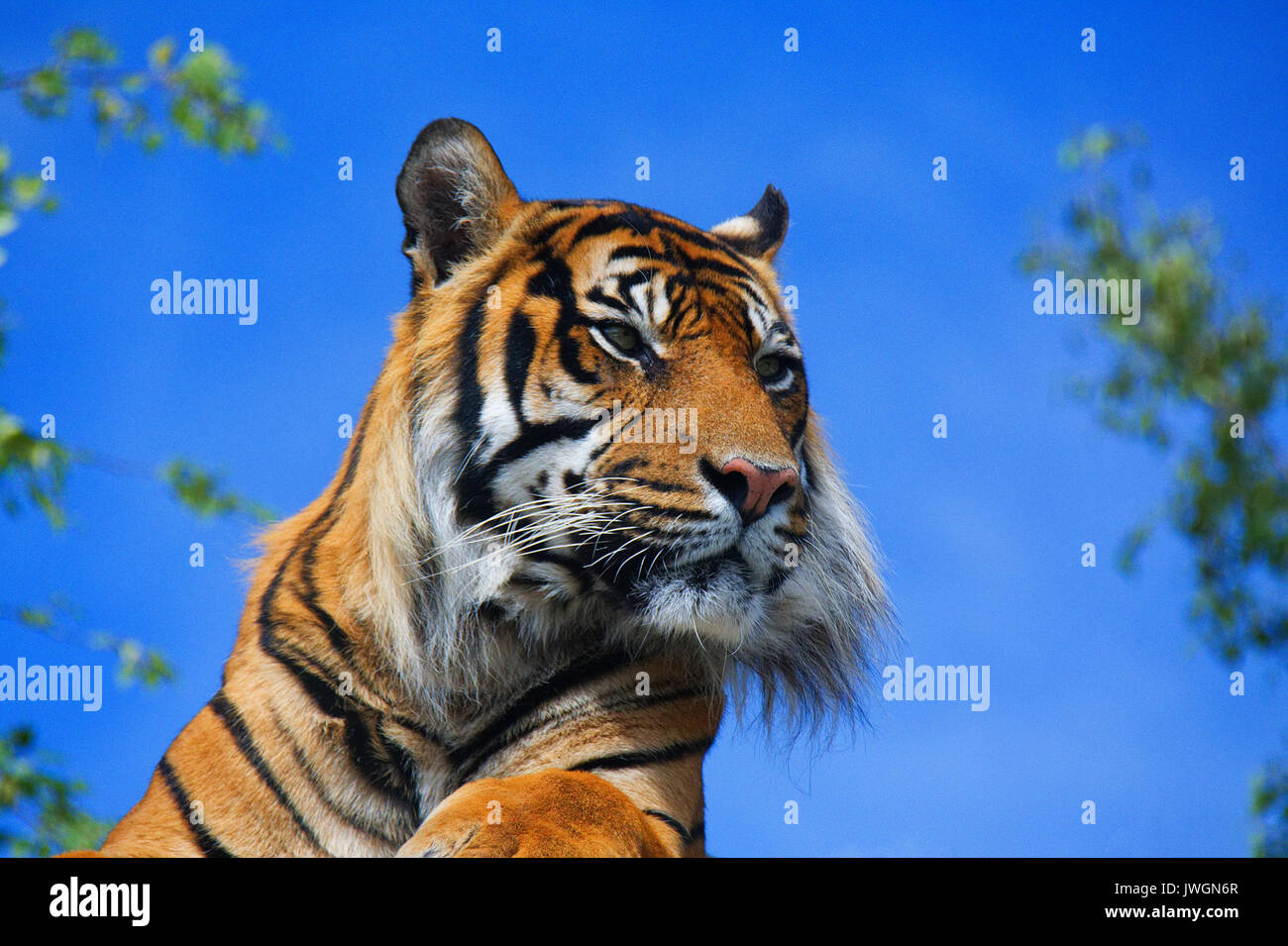 Smallest of the tiger subspecies hires stock photography and images