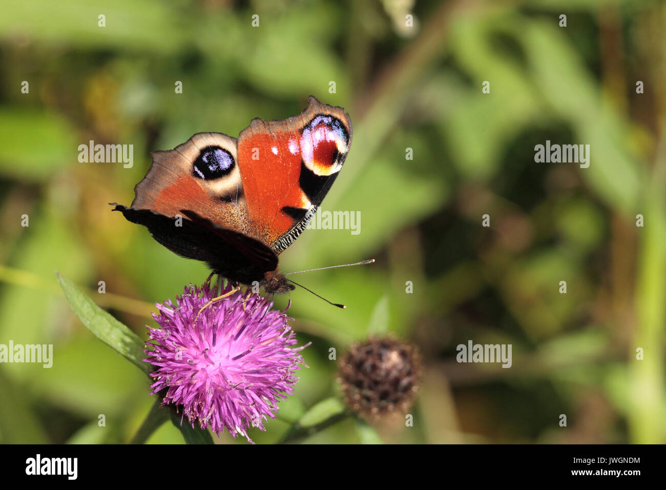 Peacock Butterfly on Knapweed Stock Photo
