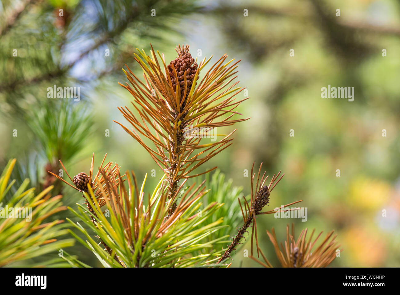 Lodgepole Pine with Male Pollen Flowers. Showing signs of the fungal disease Rhamachloridium, indicated by brown needles on the tips of the shoots. Stock Photo
