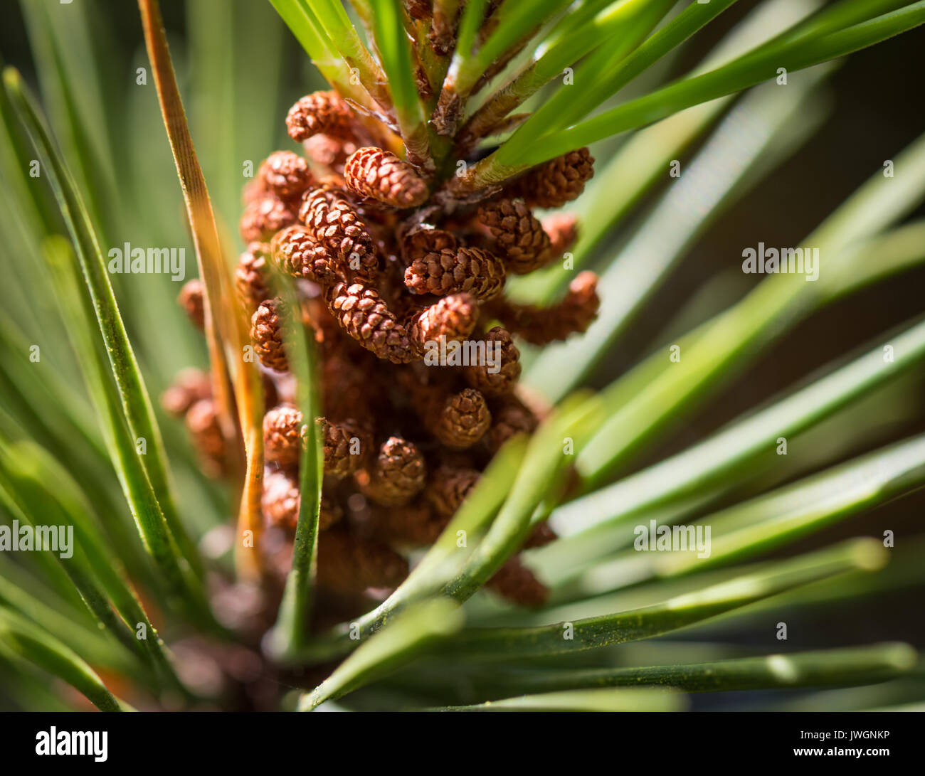 Lodgepole Pine close-up, showing Male Pollen Flowers. Stock Photo