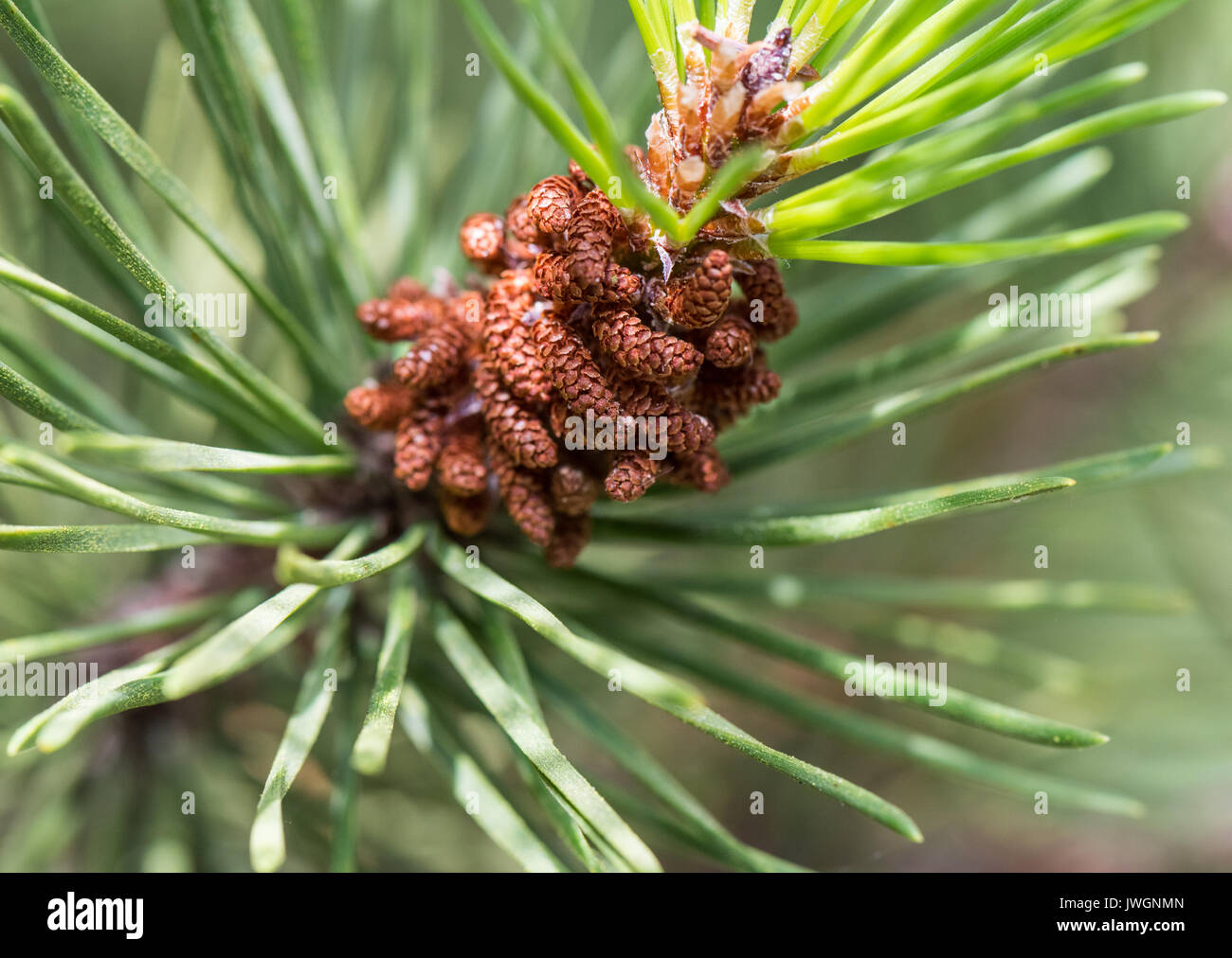 Lodgepole Pine close-up, showing Male Pollen Flowers. Stock Photo