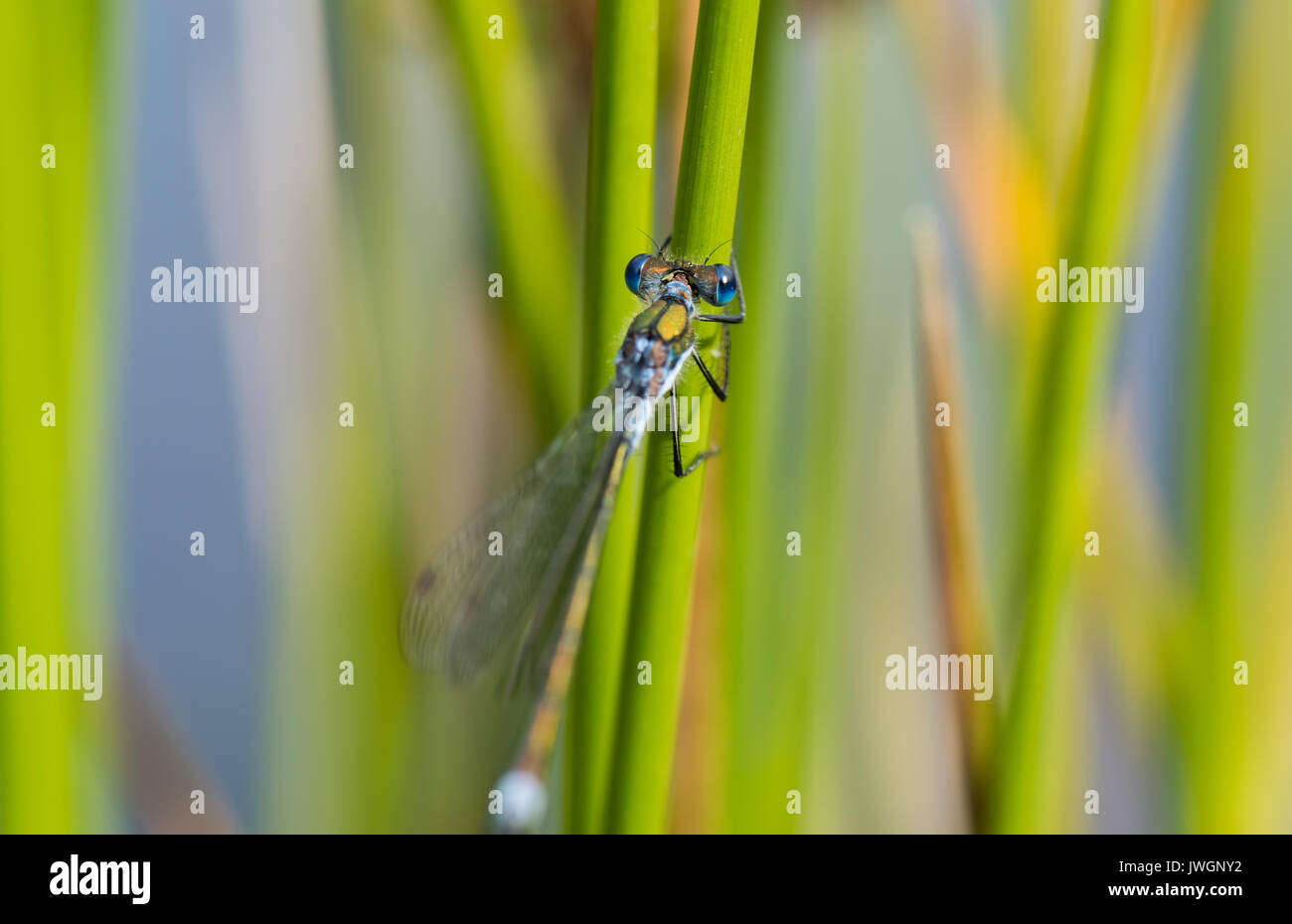 Female Emerald Damselfly Stock Photo - Alamy