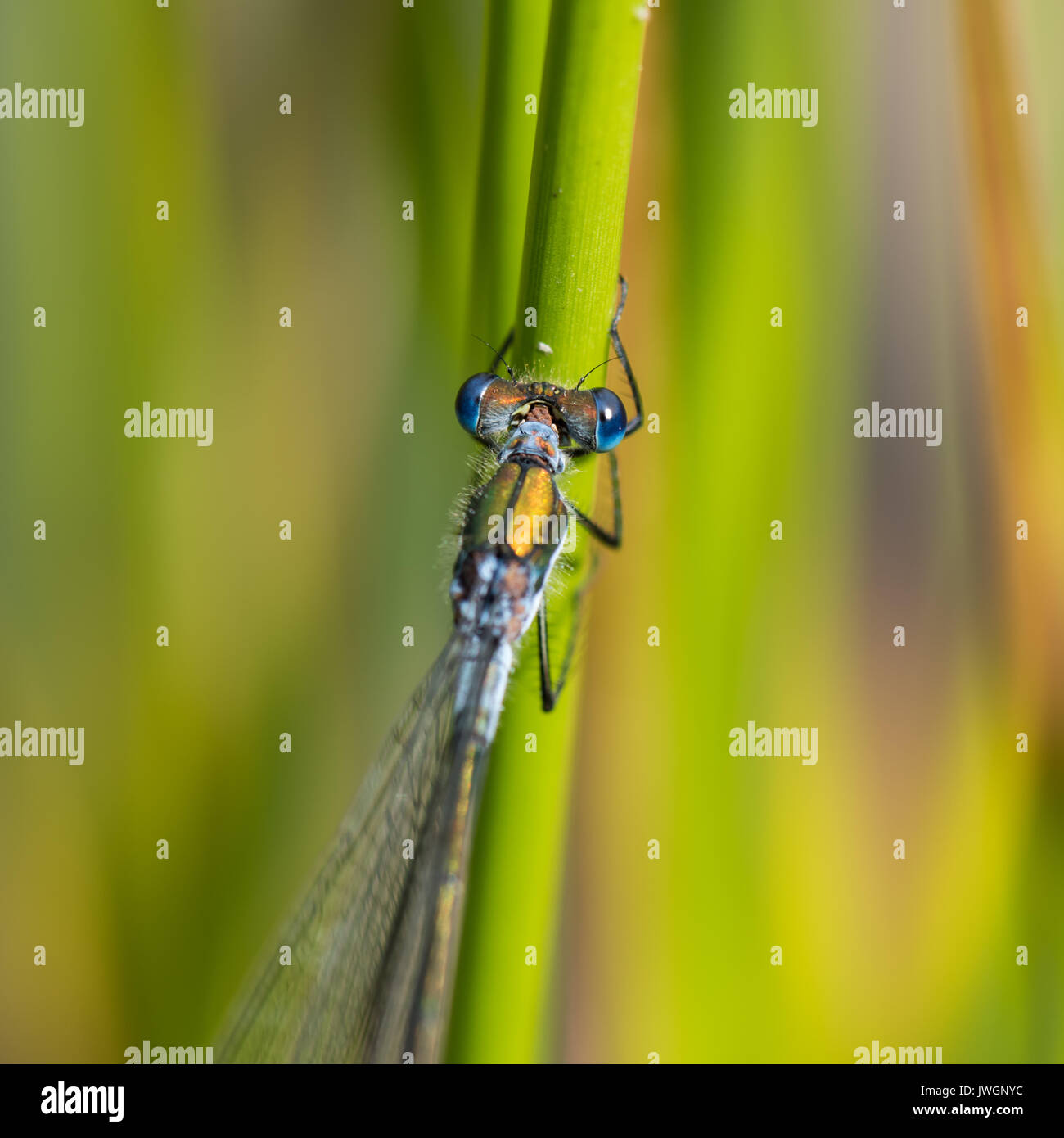 Female Emerald Damselfly Stock Photo - Alamy