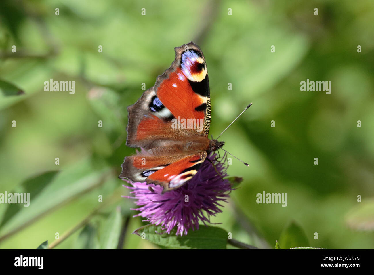 Peacock Butterfly on Knapweed Stock Photo