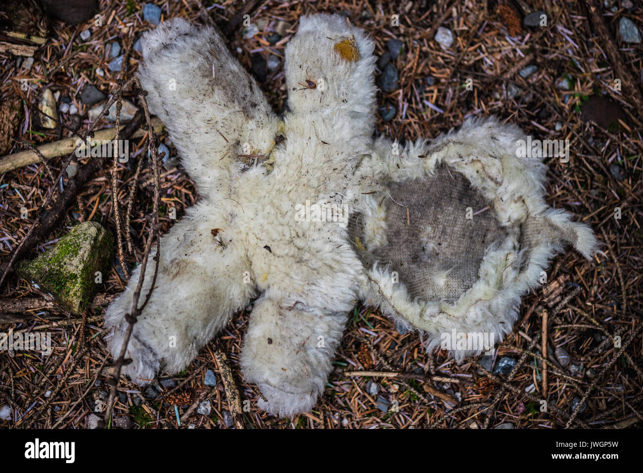 Cuddly toy in woods with face ripped off. Stock Photo