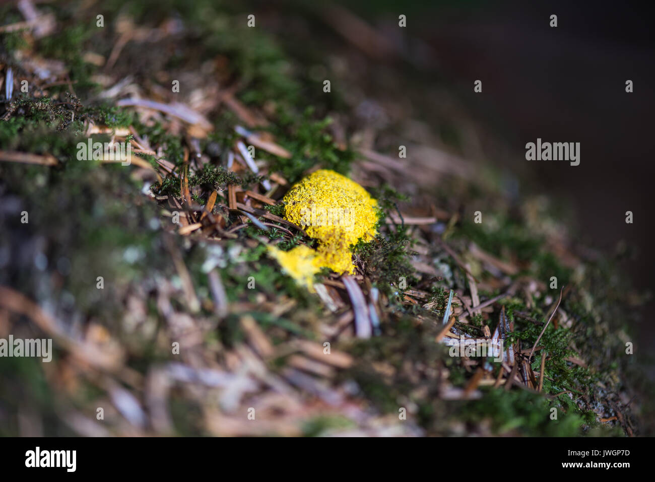 Dog vomit slime mold. Stock Photo