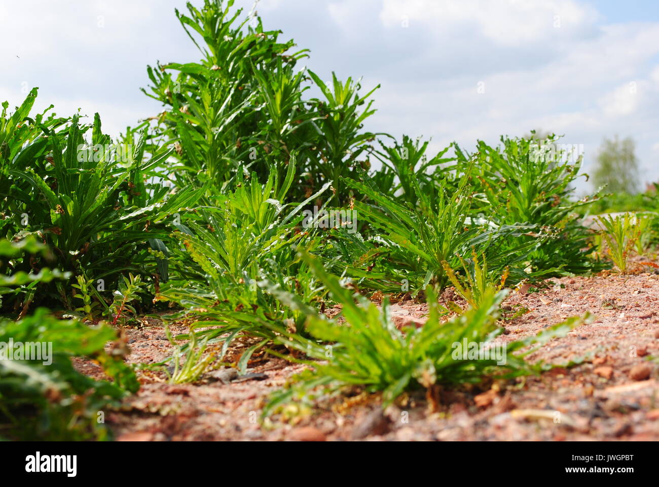 Green plants in desert Stock Photo Alamy
