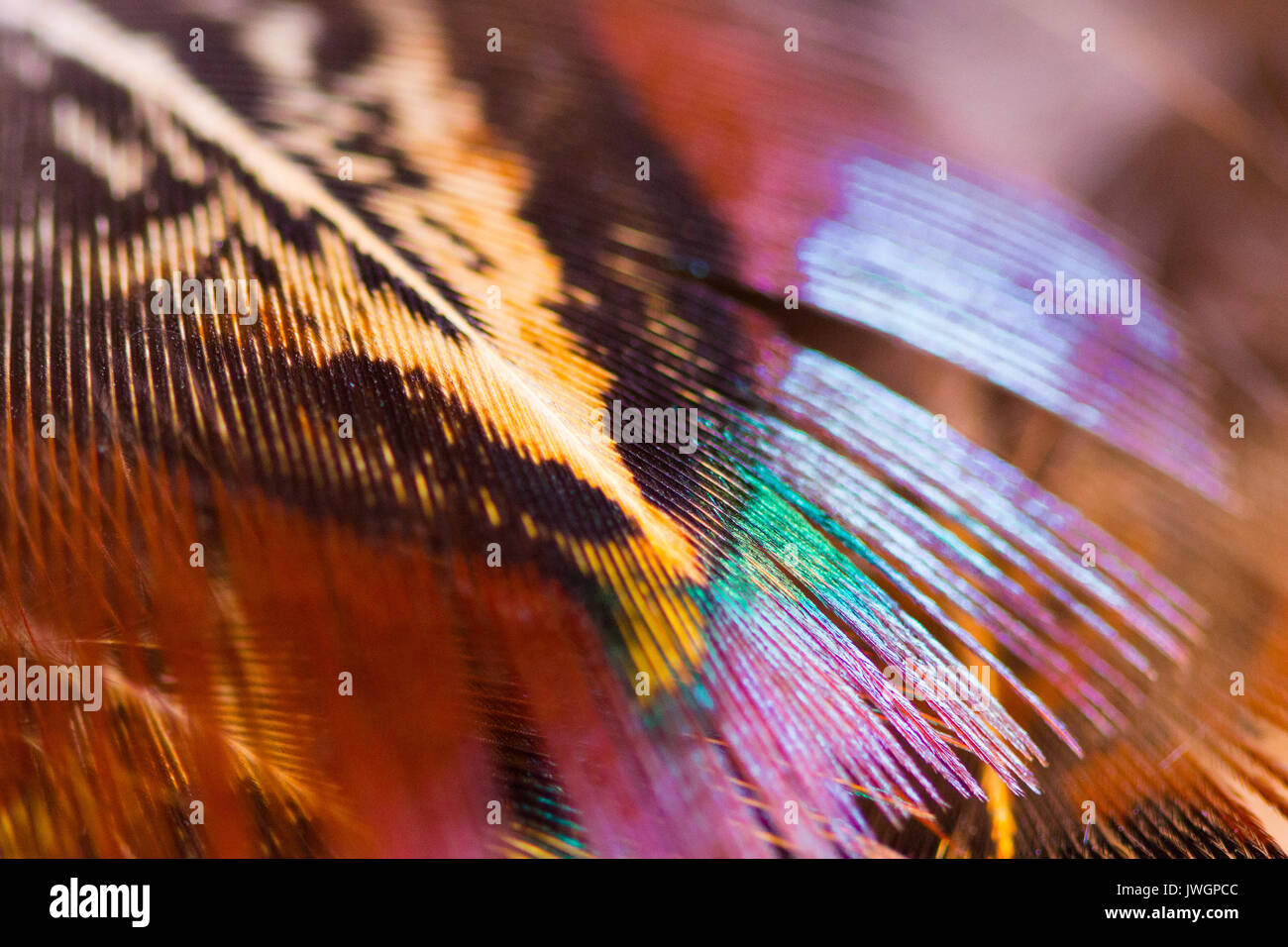 Pheasant feather hi-res stock photography and images - Alamy