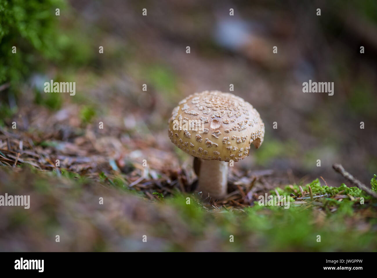 The Blusher mushroom. Stock Photo
