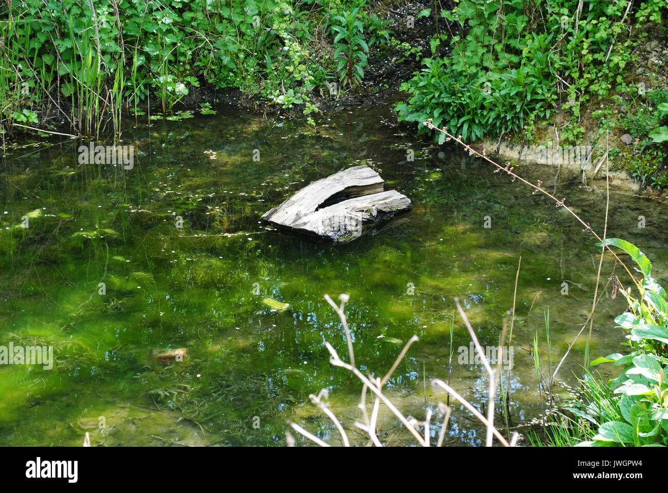 english-swamp-stock-photo-alamy