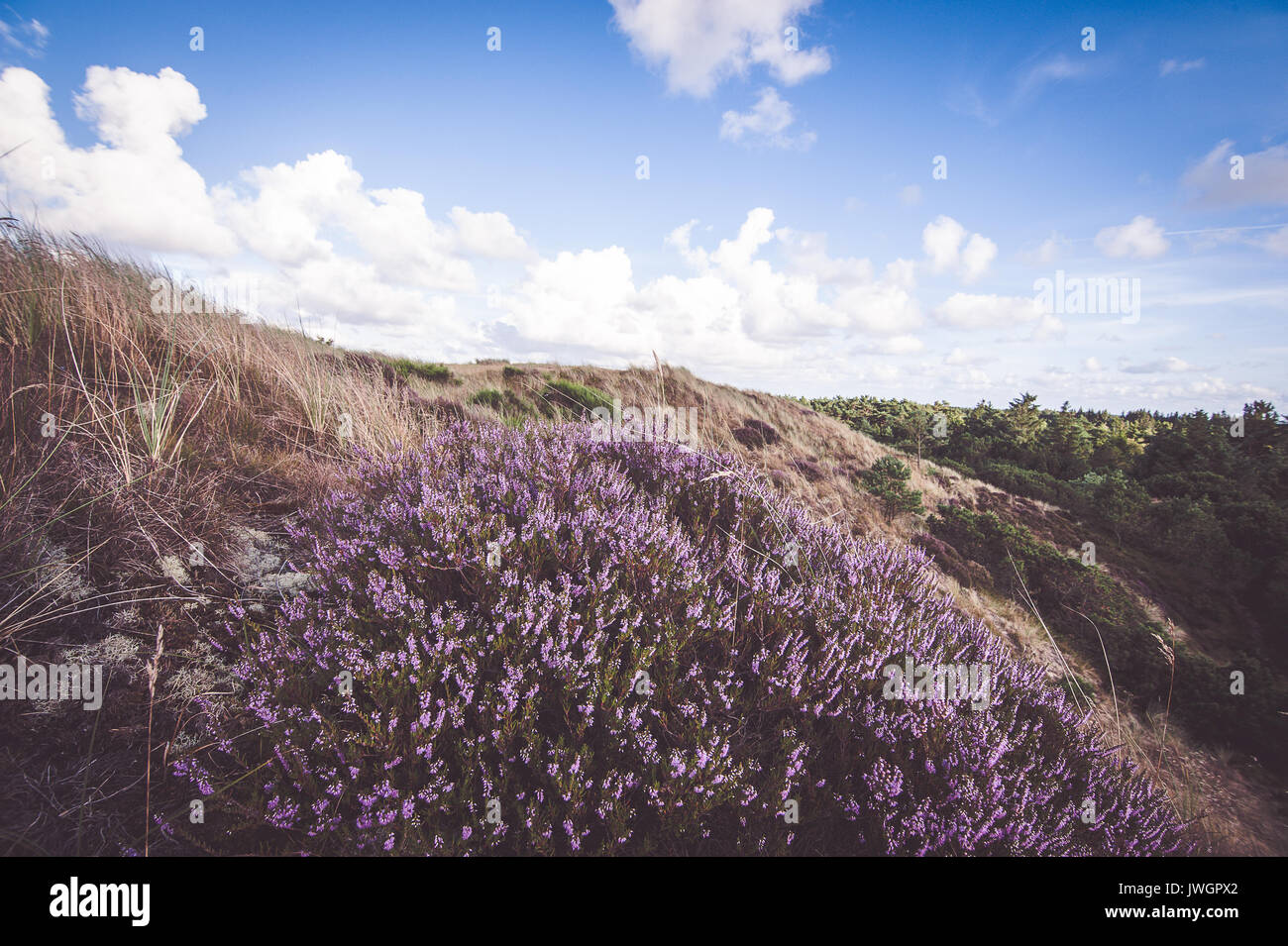 Heathland landscape of Jutland, Denmark Stock Photo