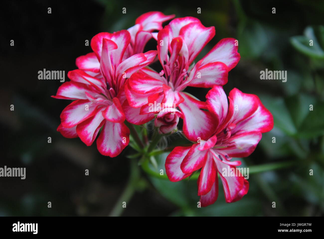 A bright pink flower sitting in the sun light Stock Photo