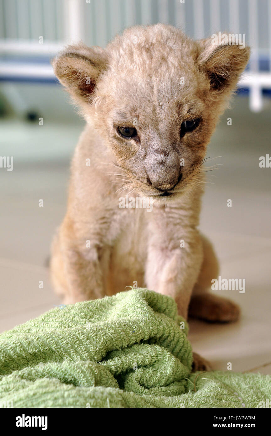 Lioness Giving Birth