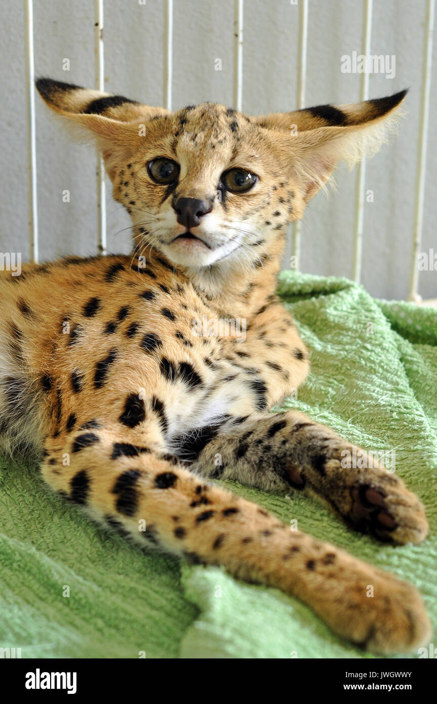 The serval is a medium sized cat. It is a strong yet slender animal, with long  legs and a fairly short tail Stock Photo - Alamy