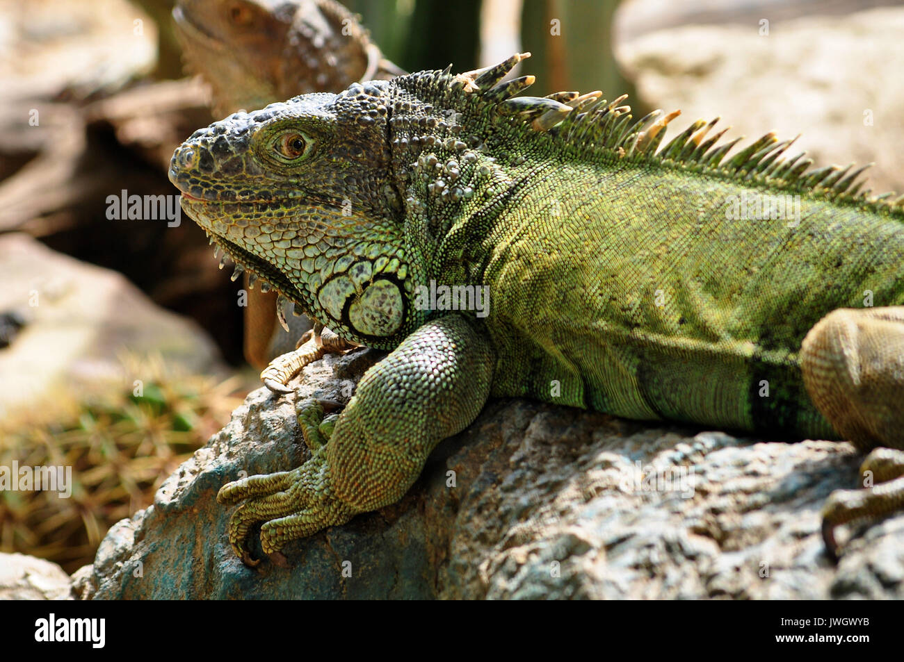 the iguana is a large docile species of lizard Stock Photo