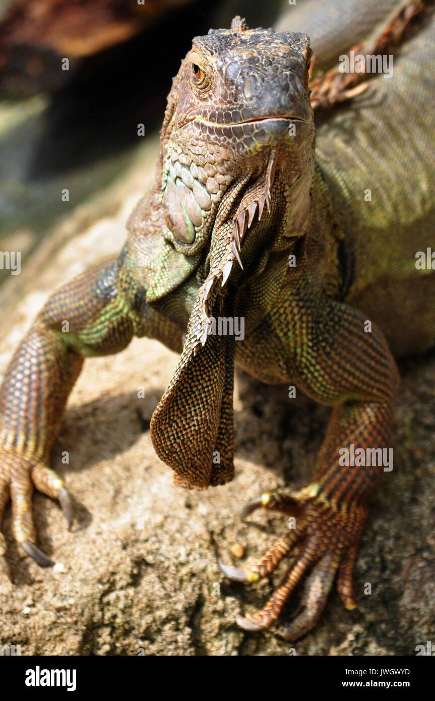 the iguana is a large docile species of lizard Stock Photo