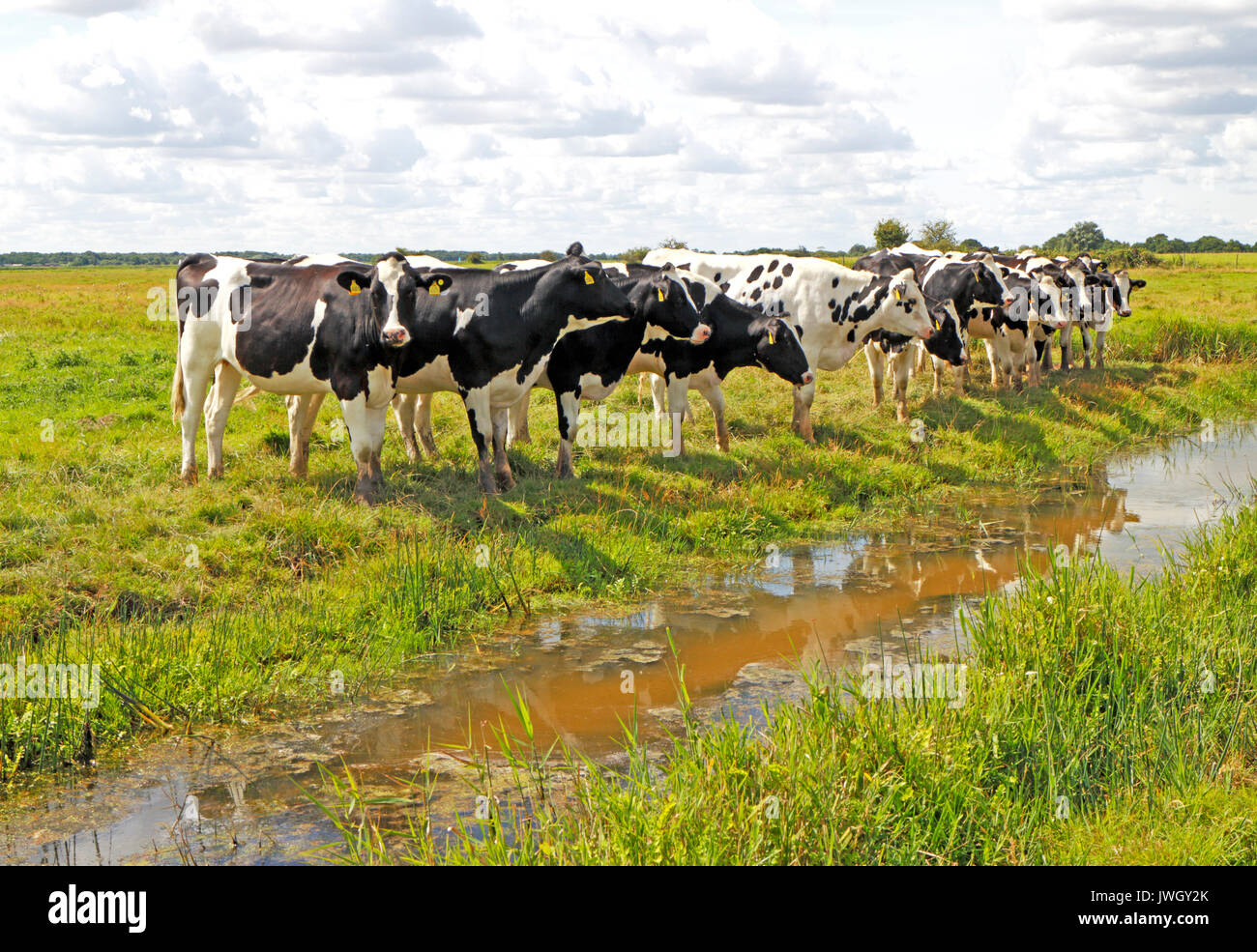 A line of Friesian cattle by a drainage ditch on grazing marshes in the Broads National Park at Potter Heigham, Norfolk, England, United Kingdom. Stock Photo