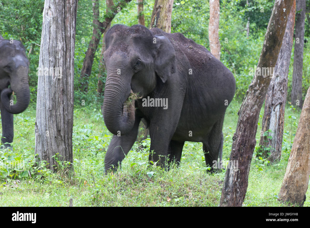 Indian elephants Stock Photo