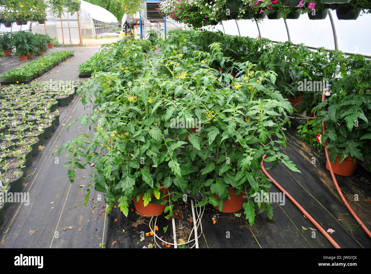 Tomato Plants at Different Stages of Growth Stock Photo