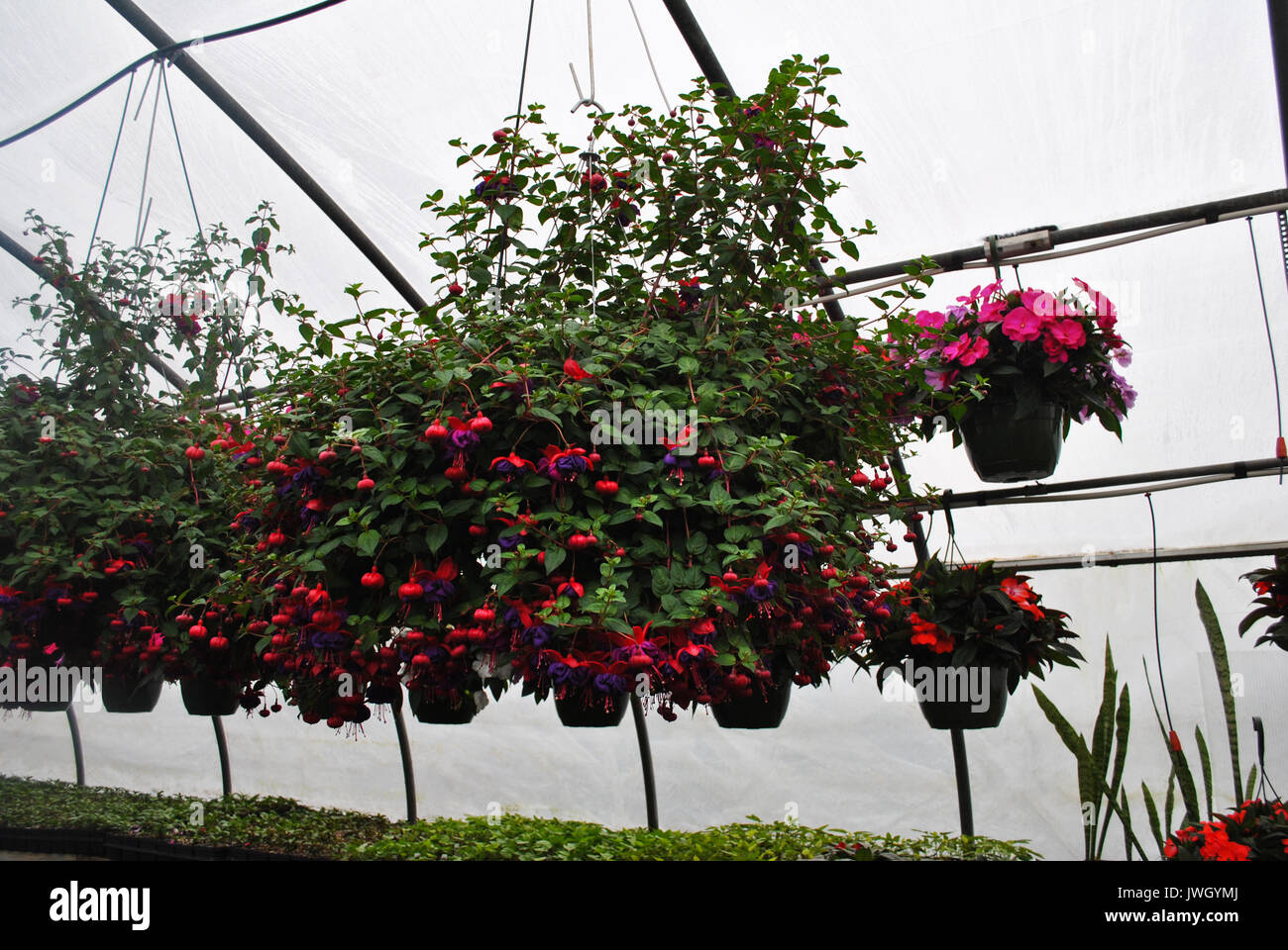 Pink and Purple Fuschia Hanging Plants in the Greenhouse Stock Photo