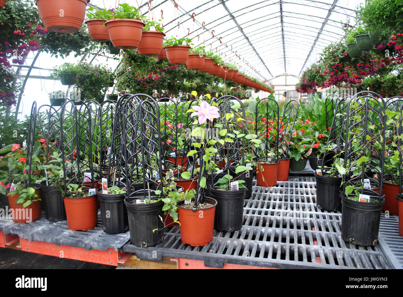 Vine Plants Growing In A Greenhouse With Hanging Plants Stock Photo Alamy