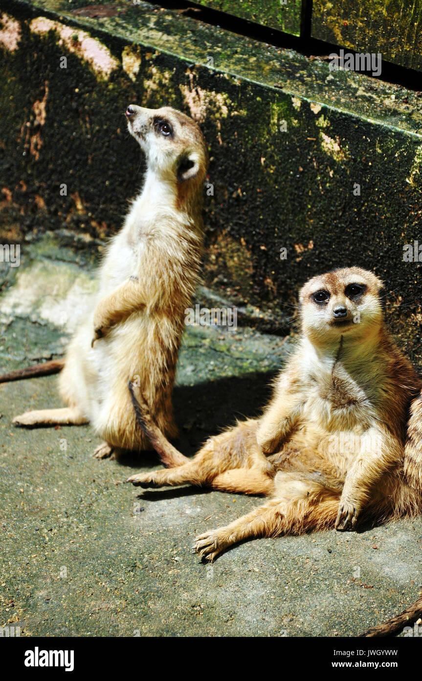 Meerkats are small burrowing animals, living in large underground networks  with multiple entrances which they leave only during the day Stock Photo -  Alamy