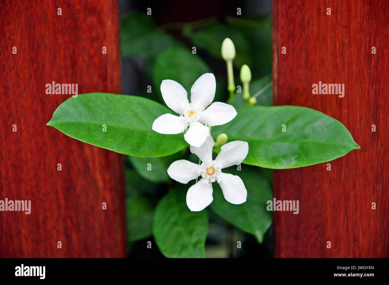 Wrightia antidysenterica, the coral swirl, is a flowering plant in the genus Wrightia. Stock Photo
