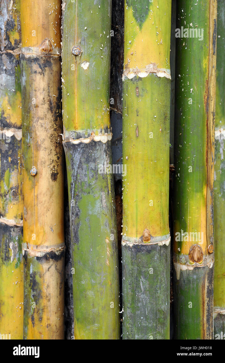 Fastest growing plant in the world hi-res stock photography and images -  Alamy