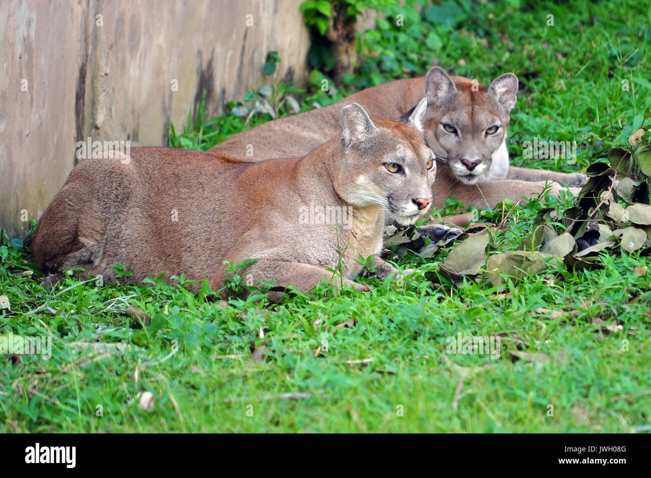 The cougar (Puma concolor), also known as puma, mountain lion, mountain cat, catamount or panther, depending on the region, is a mammal of the family  Stock Photo