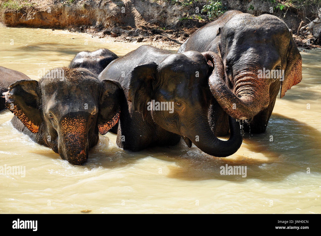 Elephants are the largest living land animals on Earth today Stock Photo - Alamy Elephants are the largest living land animals on Earth today Stock Photo - Alamy