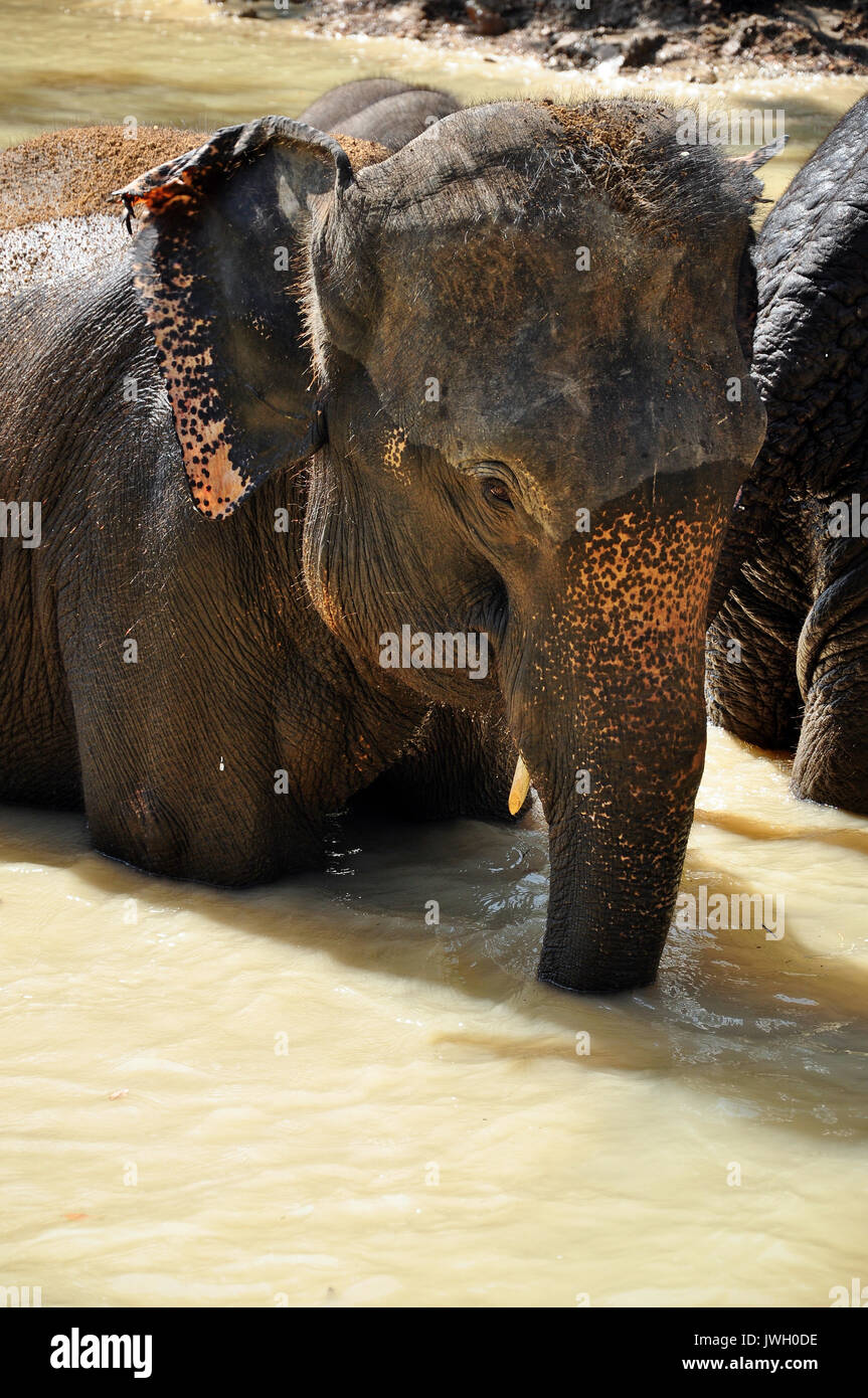 Elephants are the largest living land animals on Earth today Stock Photo -  Alamy