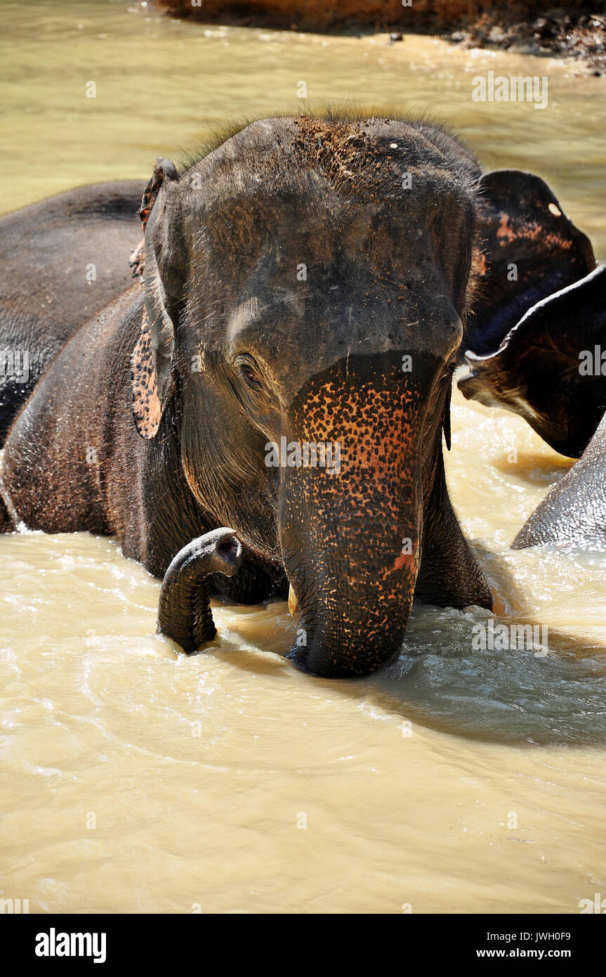 Elephants are the largest living land animals on Earth today Stock Photo -  Alamy