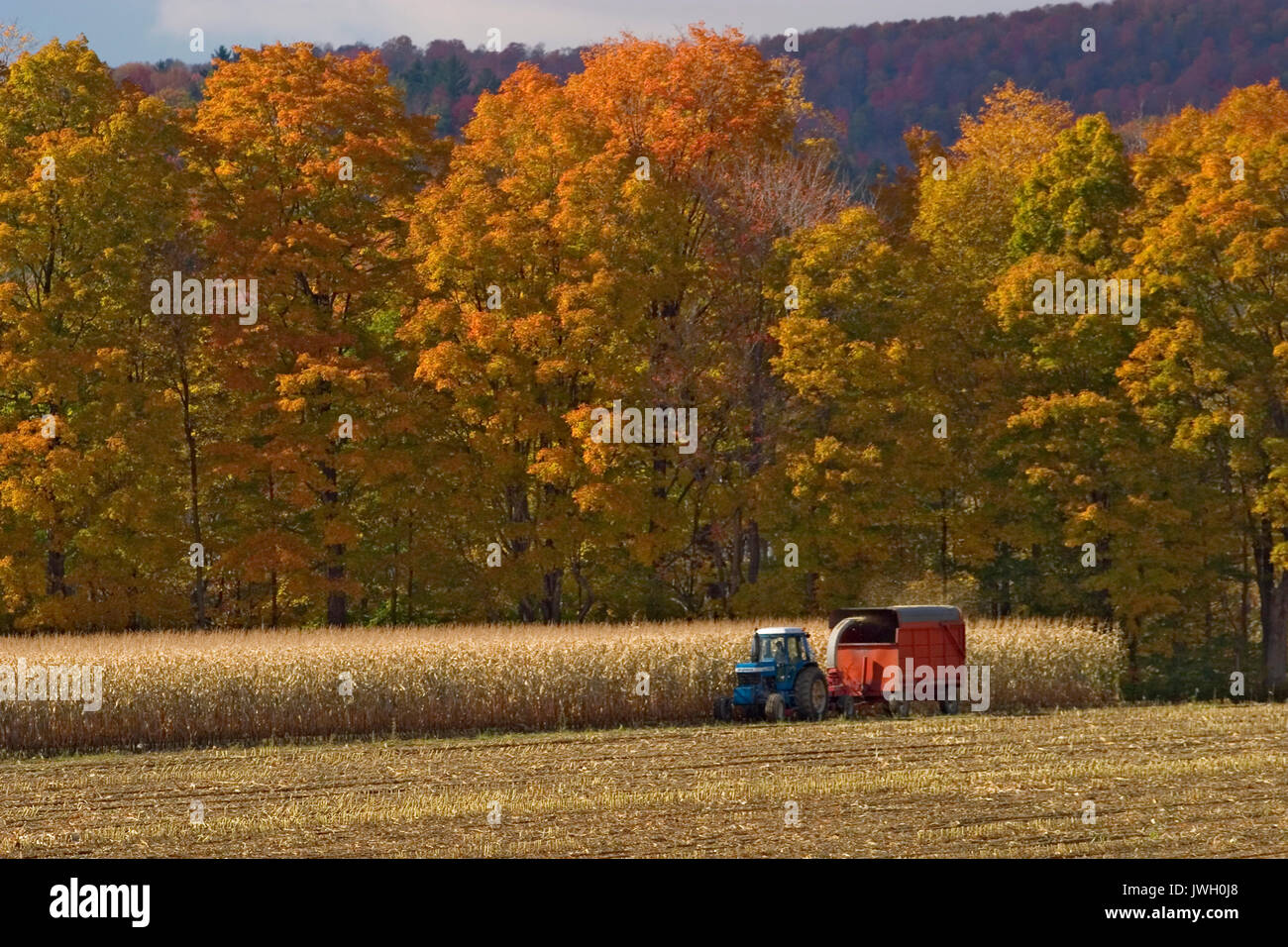 Harvesting Corn near Montgomery VT Stock Photo