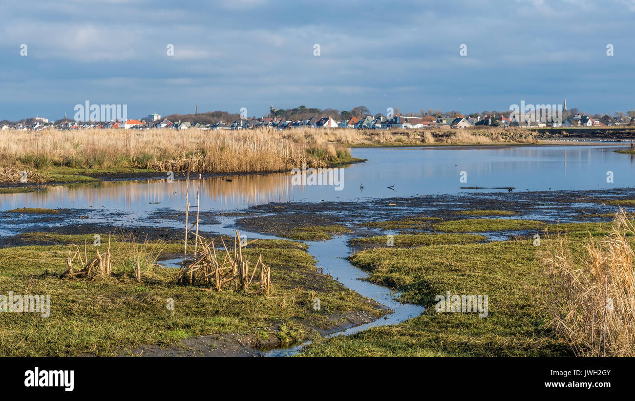 Bullrushes grow along the banks of an inlet on the River Doon estuary. Stock Photo