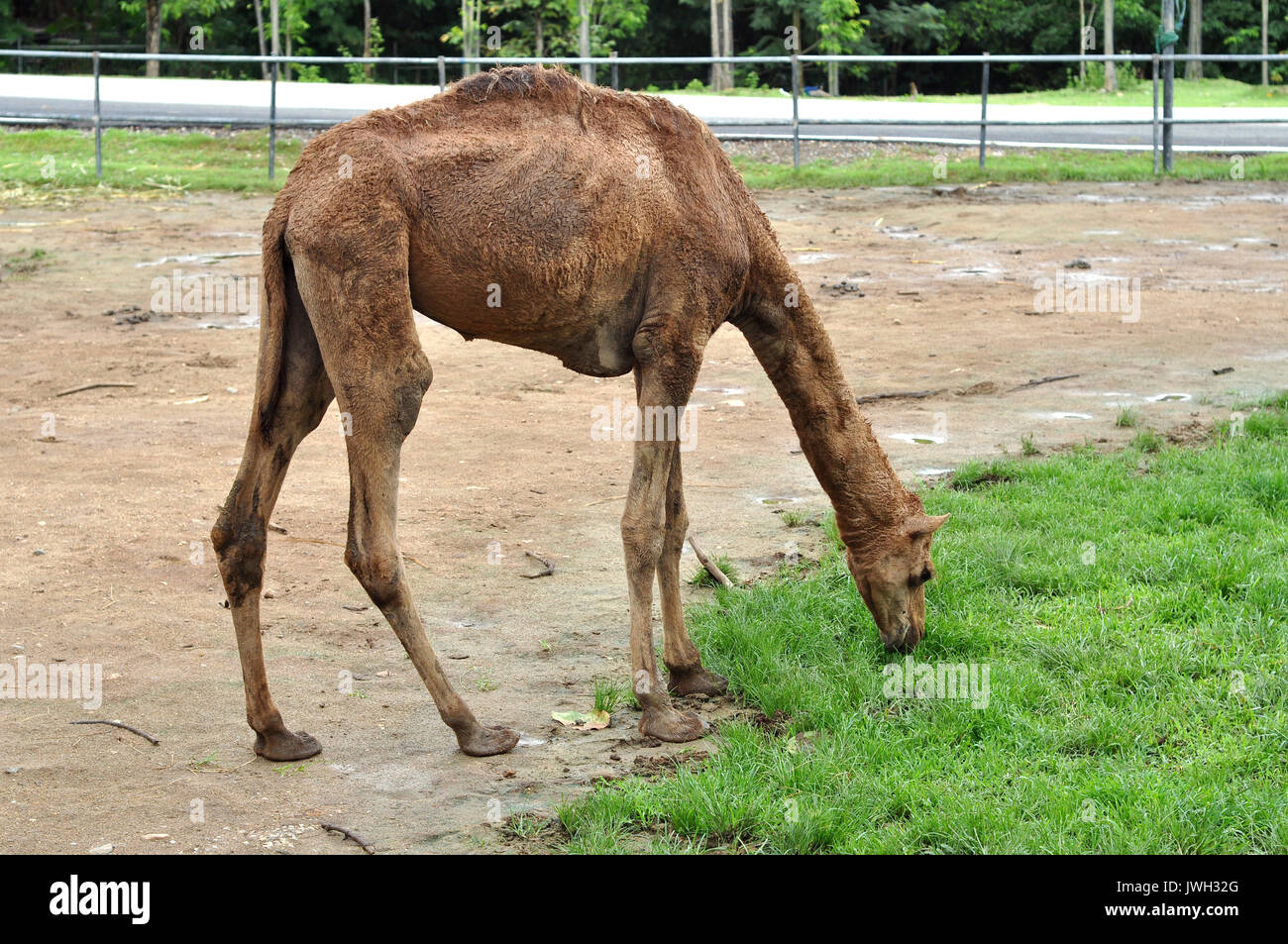 The dromedary camel is the largest member of the camel family. Stock Photo