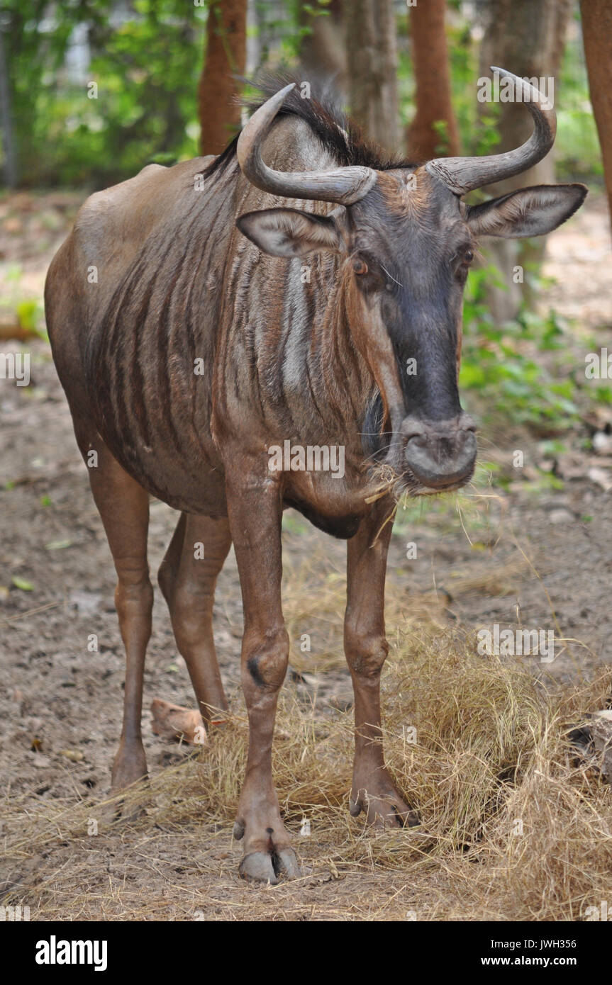 Due to their migratory ways, the wildebeest do not form permanent pair bonds or defend a set territory. Stock Photo