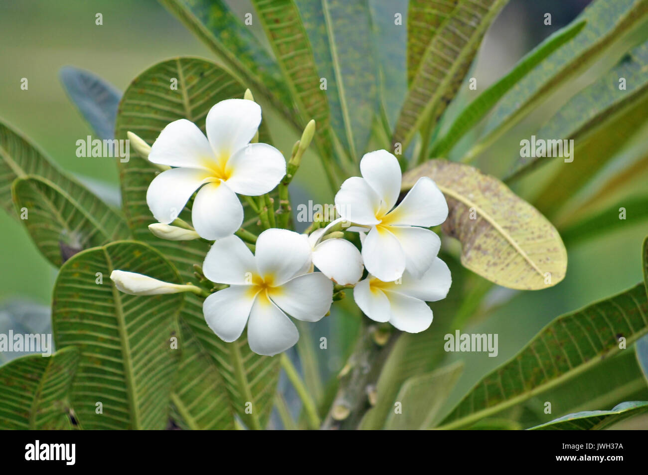 Plumeria (common name Frangipani) is a genus of flowering plants of the family which includes Dogbane: the Apocynaceae. Stock Photo