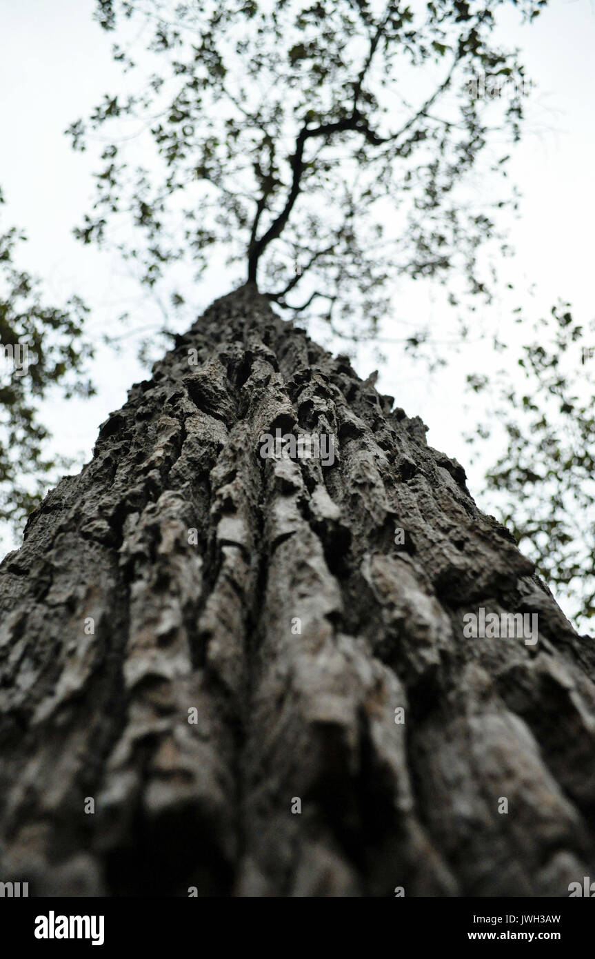 Bark is the outermost layers of stems and roots of woody plants. Stock Photo