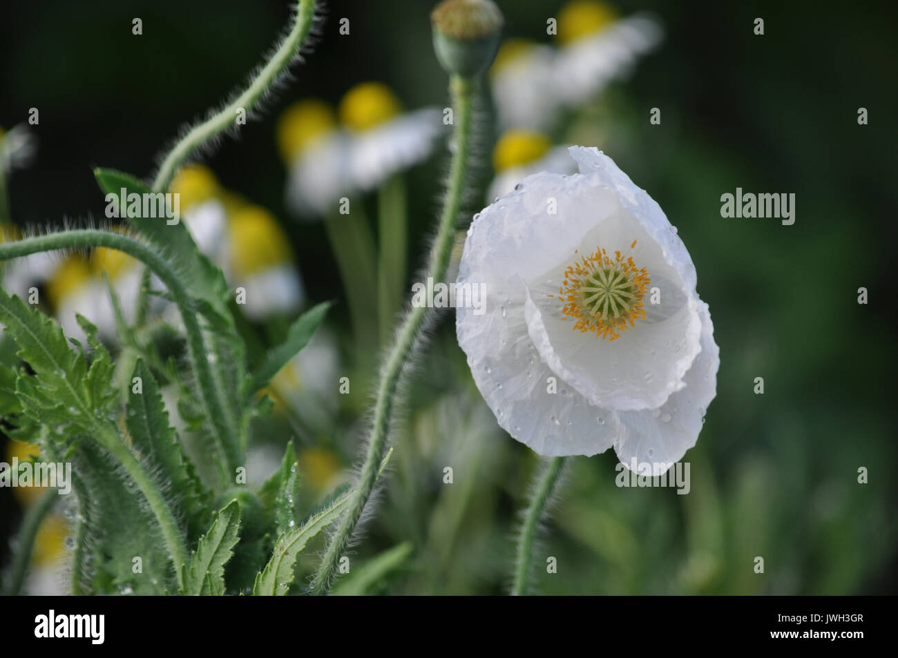 Poppy Reason Symbolic reasons hi-res stock photography and images - Alamy